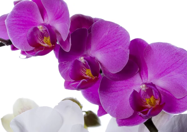 Orchideje — Stock fotografie