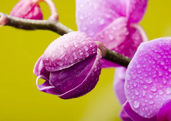 Orchideen — Stockfoto