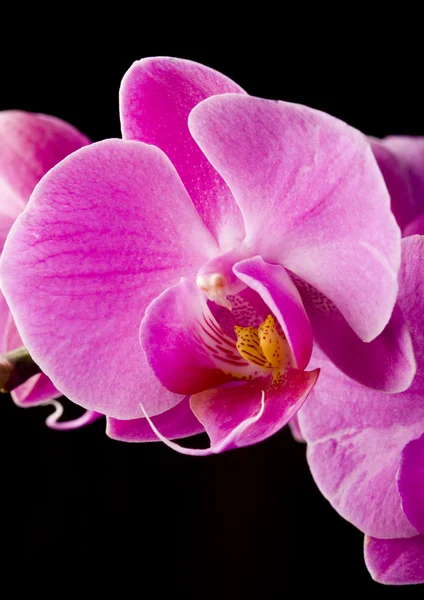 Orchidées — Photo