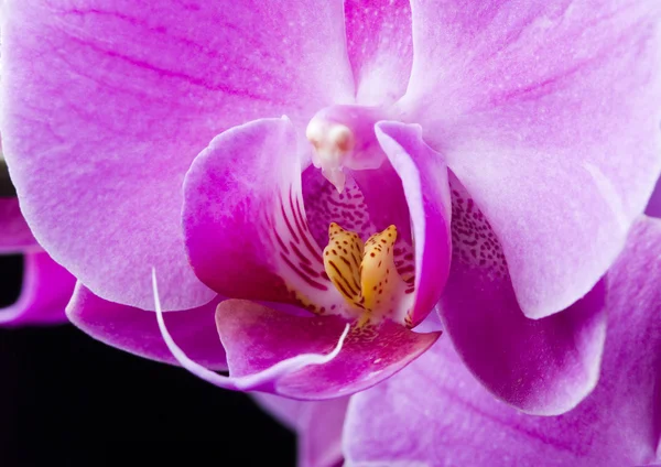 Orquídeas — Fotografia de Stock
