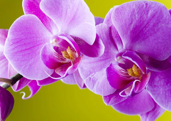 Orchideen — Stockfoto