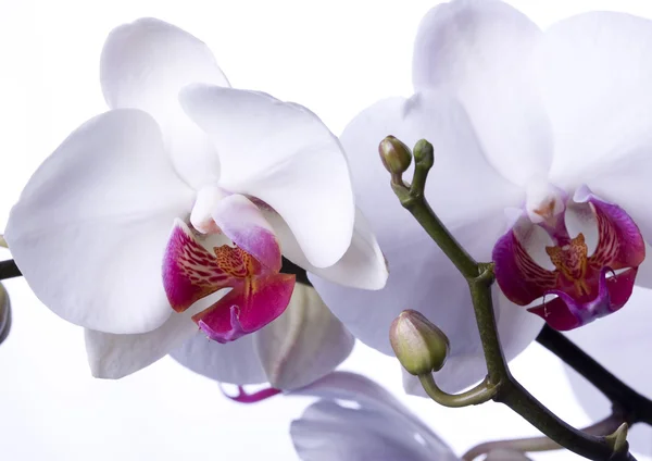 Orchideje — Stock fotografie