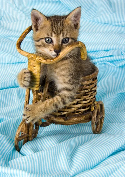 かごの中の猫 — ストック写真
