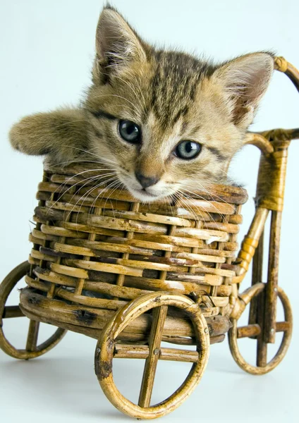 Cat in the basket — Stock Photo, Image