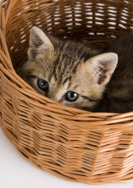 Cat in the basket — Stock Photo, Image