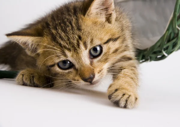 Cat in the basket — Stock Photo, Image