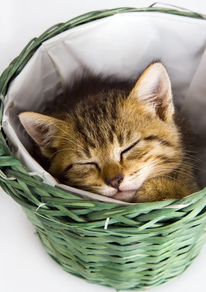 Cat in the basket — Stock Photo, Image