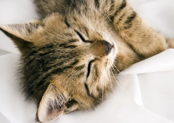 Gato sonolento — Fotografia de Stock