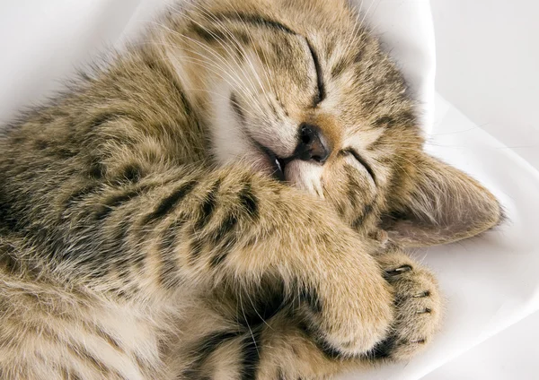 Sleepy cat — Stock Photo, Image