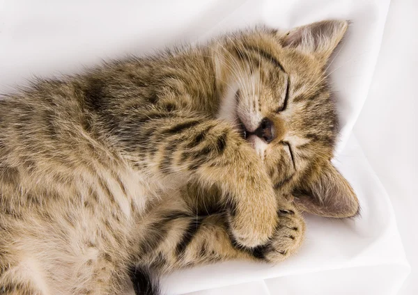 Sleepy cat — Stock Photo, Image