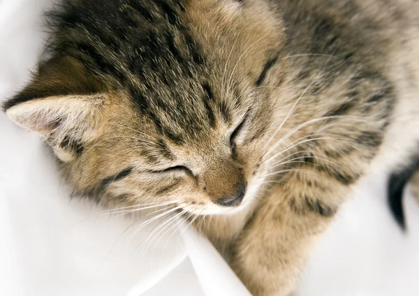 Sleepy cat — Stock Photo, Image