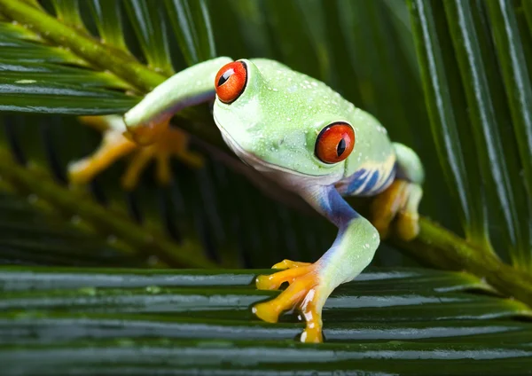 Rana su foglia — Foto Stock