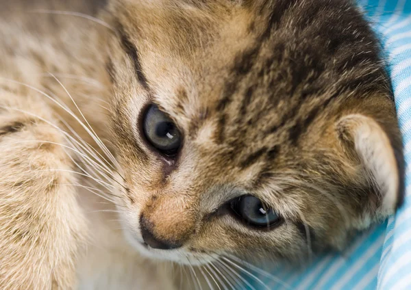 Kleine Katze — Stockfoto