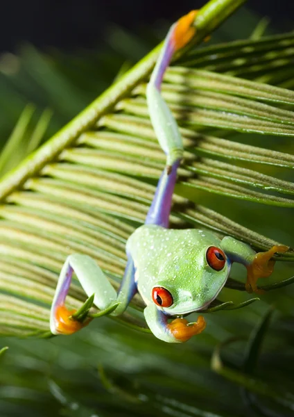 Frosch auf Blatt — Stockfoto