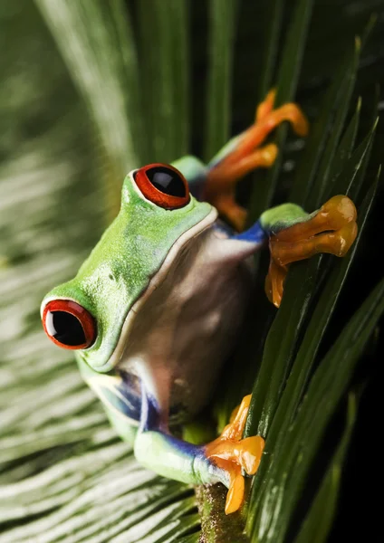 Frog op blad — Stockfoto
