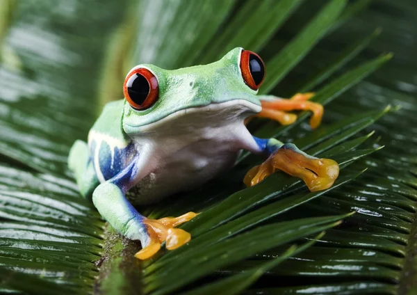 Frog op blad — Stockfoto