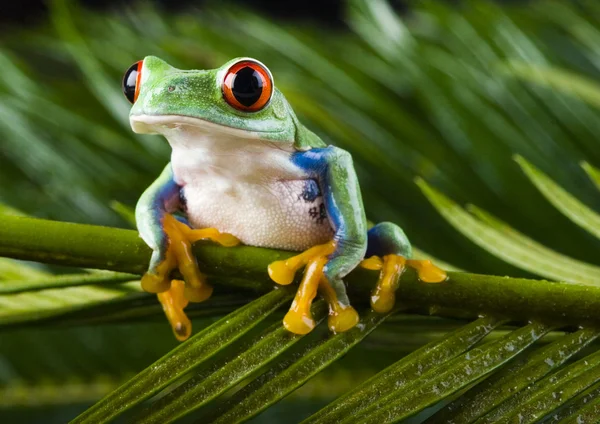 Frog on leaf — Stock Photo, Image