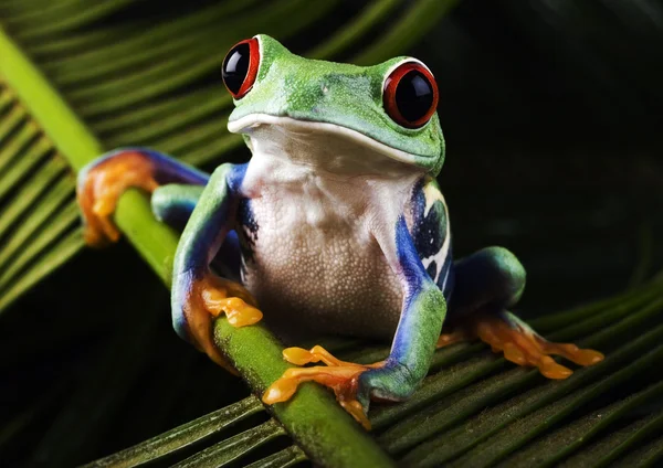 Frog op blad — Stockfoto