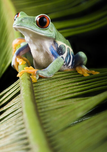 Frog on leaf