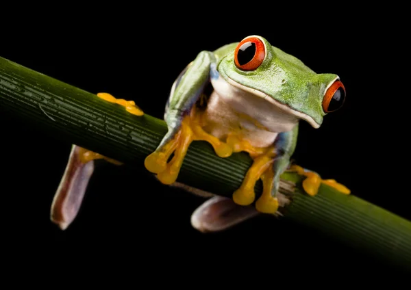 Frog on branch — Stock Photo, Image