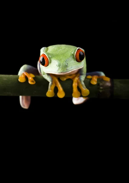 Žába na větvi — Stock fotografie