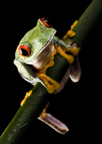 Frog on branch — Stock Photo, Image