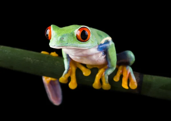 Frog on branch — Stock Photo, Image