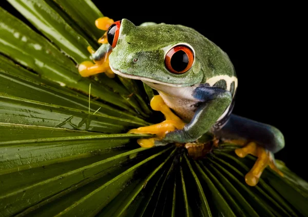 Frog on leaf — Stock Photo, Image