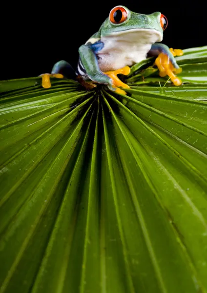 Frosch auf Blatt — Stockfoto
