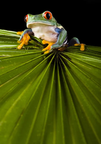 Frog on leaf — Stock Photo, Image