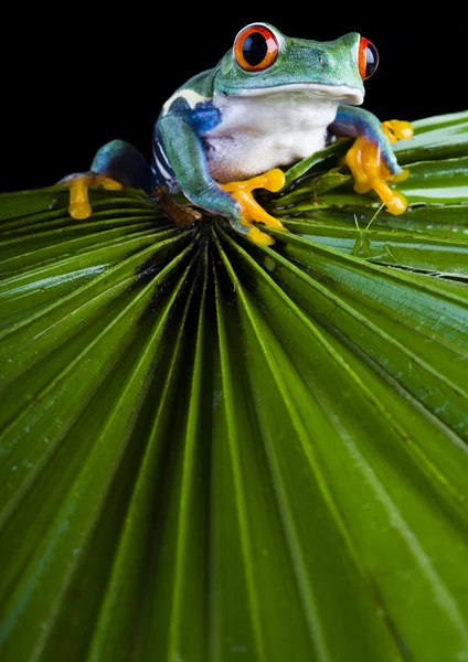 Frog on leaf — Stock Photo, Image