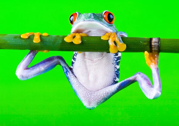 分支上的青蛙 — 图库照片
