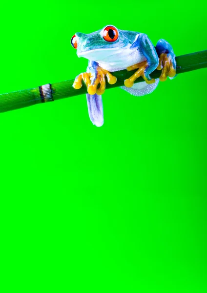Лягушка на ветке — стоковое фото