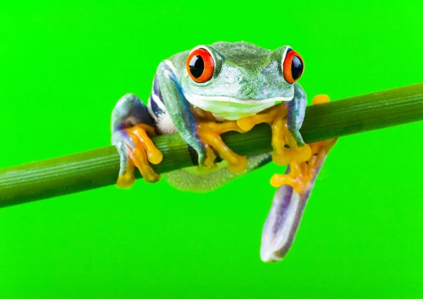 Frog op tak — Stockfoto