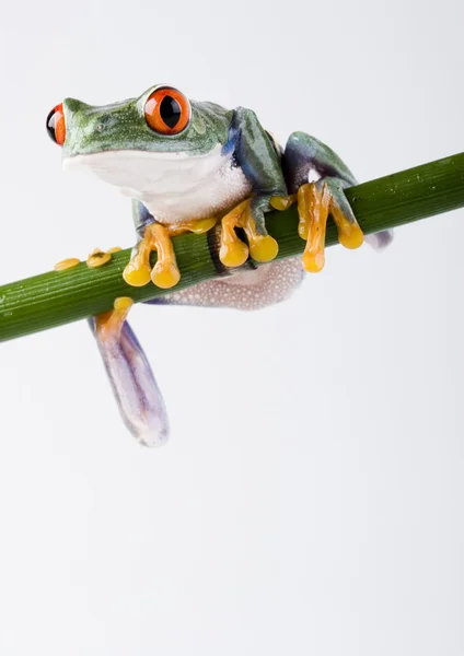 Frog on branch — Stock Photo, Image