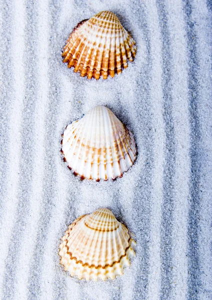 Shells — Stock Photo, Image