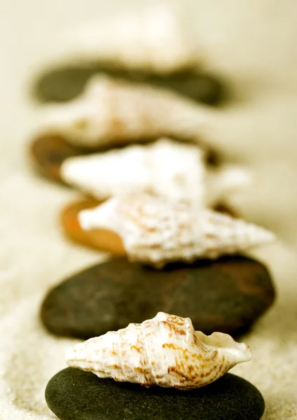 Shells — Stock Photo, Image