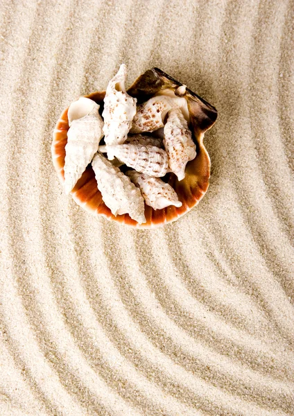 Shells — Stock Photo, Image