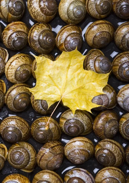 Shells and leaf — Stock Photo, Image