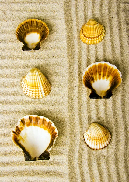 Shells — Stock Photo, Image