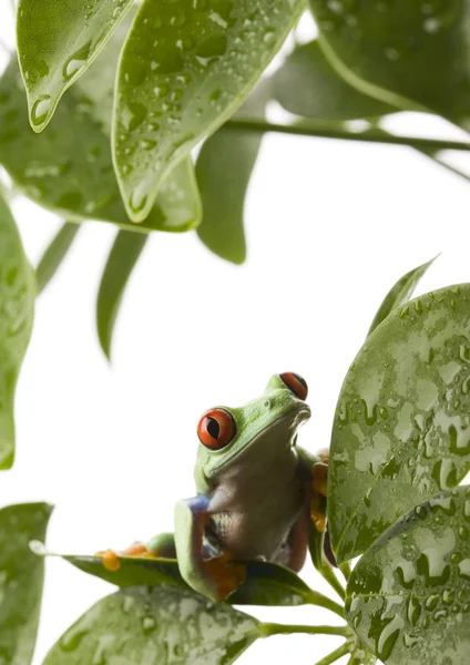 Rã verde — Fotografia de Stock