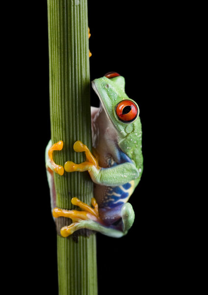 Frog on branch