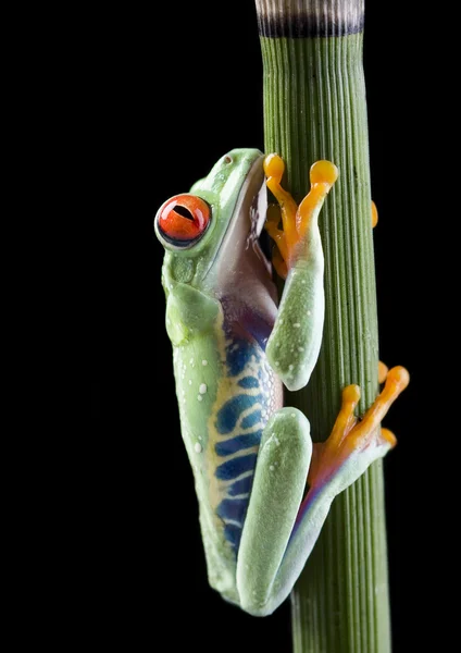 Frog on branch — Stock Photo, Image