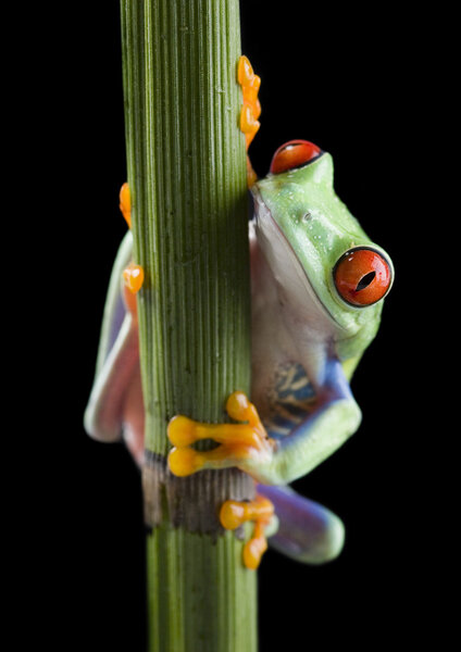 Frog on branch