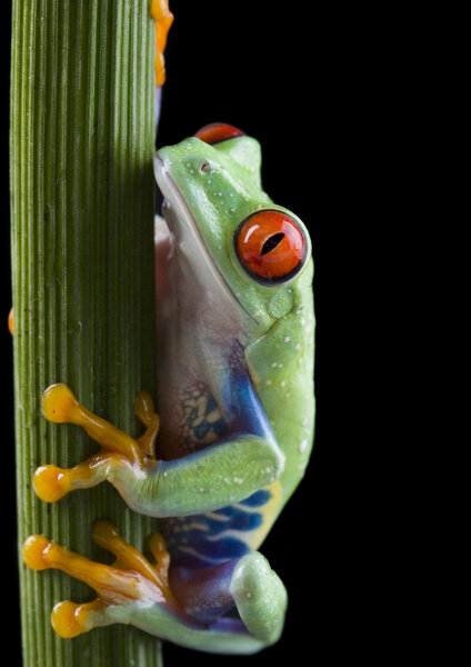 Frog on branch