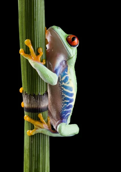 Frog on branch — Stock Photo, Image