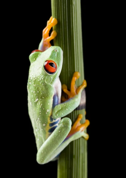 Frog on branch — Stock Photo, Image