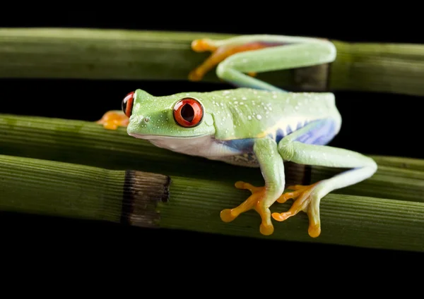 Frog on branch — Stock Photo, Image