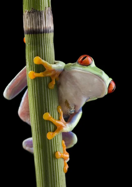 Frog op tak — Stockfoto