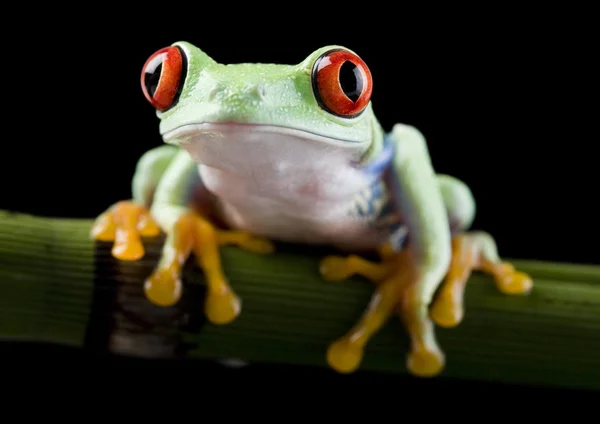 Frosch auf Ast — Stockfoto